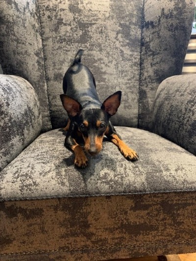 Kutya egy irodai fotelben
